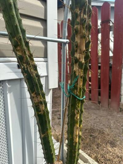 3a9720d3bd3f3f84.jpg Sunburn (Solar/Heat Damage) - cactus pest and disease reference photo 17