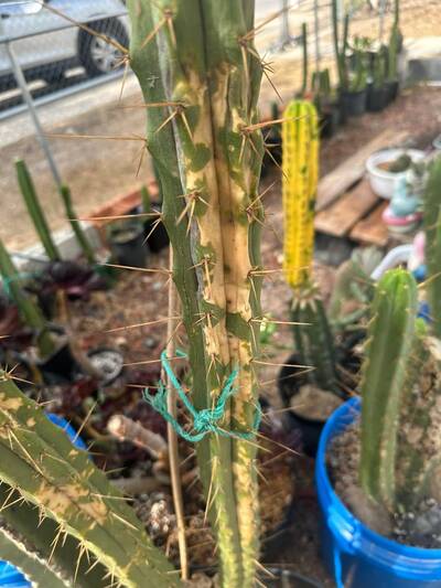 6c4fceab7876f018.jpg Sunburn (Solar/Heat Damage) - cactus pest and disease reference photo 18