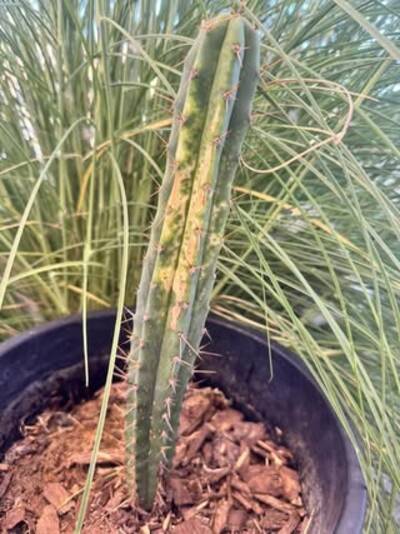0566b22eaf46d6ec.jpg Sunburn (Solar/Heat Damage) - cactus pest and disease reference photo 12