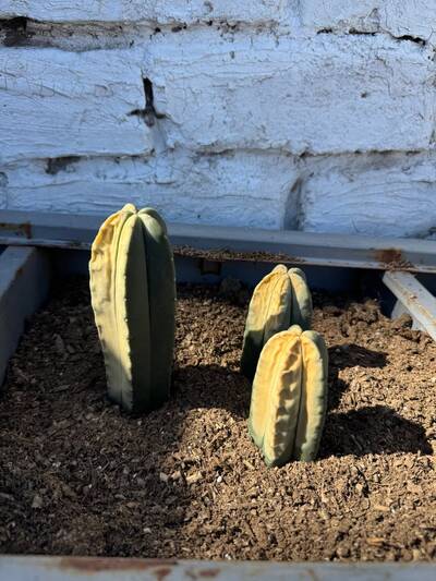 0ce51166973b3a41.jpg Sunburn (Solar/Heat Damage) - cactus pest and disease reference photo 19