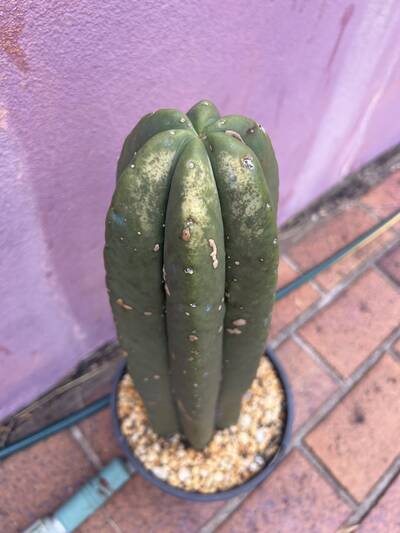 7220ed9aad1d29be.jpg Sunburn (Solar/Heat Damage) - cactus pest and disease reference photo 11