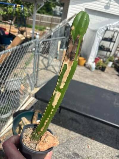 737f7a5c7d1b77b6.jpg Sunburn (Solar/Heat Damage) - cactus pest and disease reference photo 9