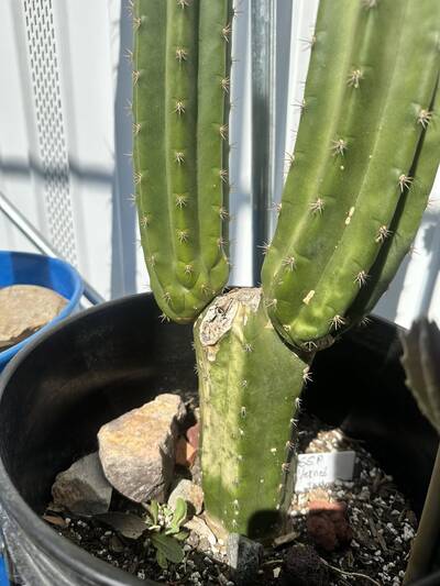 760cd4f8c75e278f.jpg Sunburn (Solar/Heat Damage) - cactus pest and disease reference photo 2