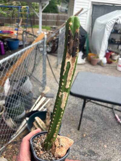 8a98aae2486f06c6.jpg Sunburn (Solar/Heat Damage) - cactus pest and disease reference photo 10