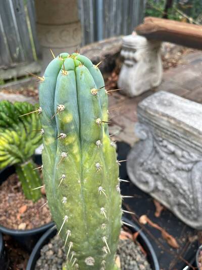 98d922ef2d74ae3a.jpg Sunburn (Solar/Heat Damage) - cactus pest and disease reference photo 3