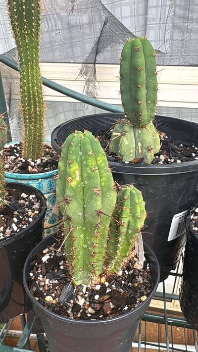 adacd95352a5402f.jpg Sunburn (Solar/Heat Damage) - cactus pest and disease reference photo 7
