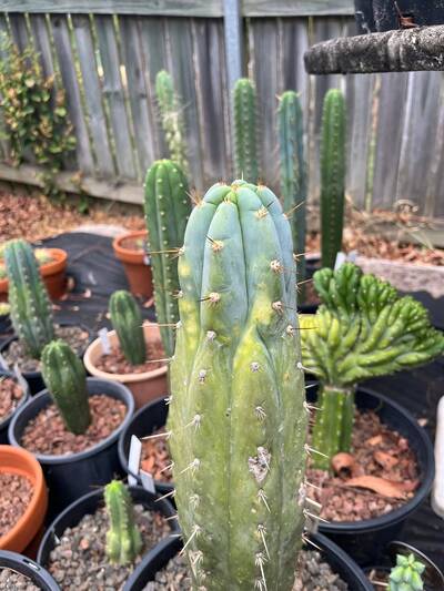 d3bd2c0d2d61cb24.jpg Sunburn (Solar/Heat Damage) - cactus pest and disease reference photo 5