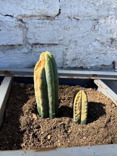 fd2d82ae79d30e7a.jpg Sunburn (Solar/Heat Damage) - cactus pest and disease reference photo 22