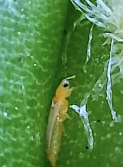 2db3921767a4cf2c.jpg Thrips - cactus pest and disease reference photo 6