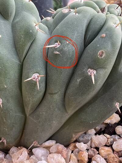 ab0c0558817dcf56.jpg Thrips - cactus pest and disease reference photo 5