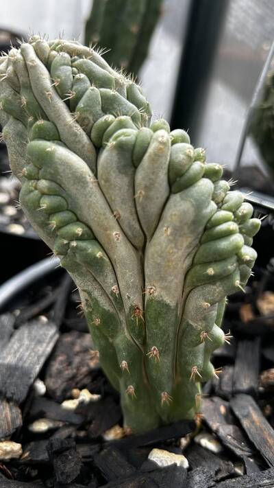 cc863d92535c637c.jpg Thrips - cactus pest and disease reference photo 6