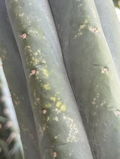 51c2cb5ce2d3e1ef.jpg Tobacco Mosaic Virus (TMV) - cactus pest and disease reference photo 1