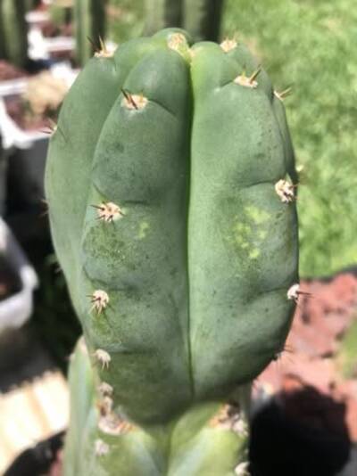 0394a739c48fa402.jpg Mosaic Virus - cactus pest and disease reference photo 7