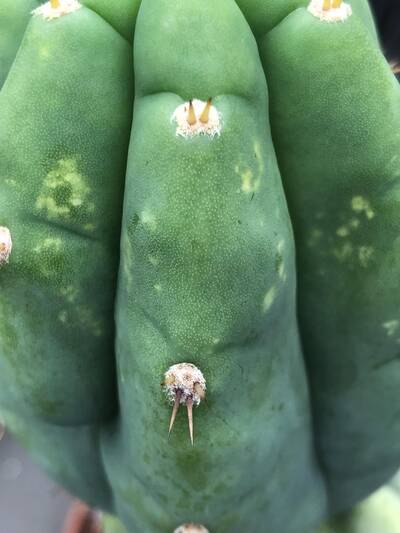 5b88ad5eef0ff471.jpg Mosaic Virus - cactus pest and disease reference photo 8