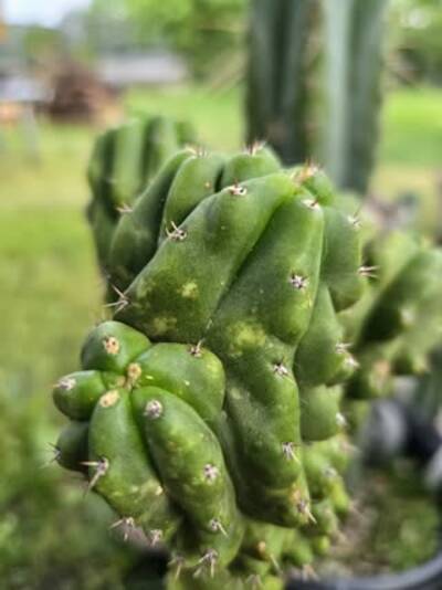 636ec51aa01bd5c4.jpg Mosaic Virus - cactus pest and disease reference photo 9
