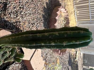 6e0d2f192f813912.jpg Mosaic Virus - cactus pest and disease reference photo 10