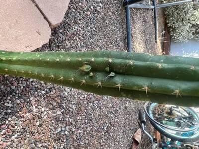 8d3bf1942aa96561.jpg Mosaic Virus - cactus pest and disease reference photo 11