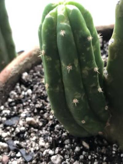 abd83ace46ccb345.jpg Mosaic Virus - cactus pest and disease reference photo 12