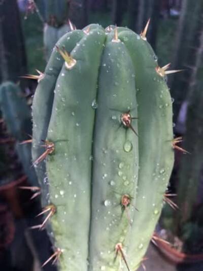 d06659f2e44182d8.jpg Mosaic Virus - cactus pest and disease reference photo 13