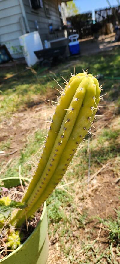 f38c325b9d879b4c.jpg Waterlogging (Soil Oversaturation / Overwatering) - cactus pest and disease reference photo 1