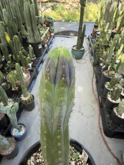 8fb9f6c3c0c37268.jpg Weeping Black Rot - cactus pest and disease reference photo 2