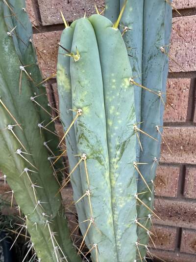 30b9b61188da52b9.jpg Tobacco Mosaic Virus (TMV) - cactus pest and disease reference photo 2