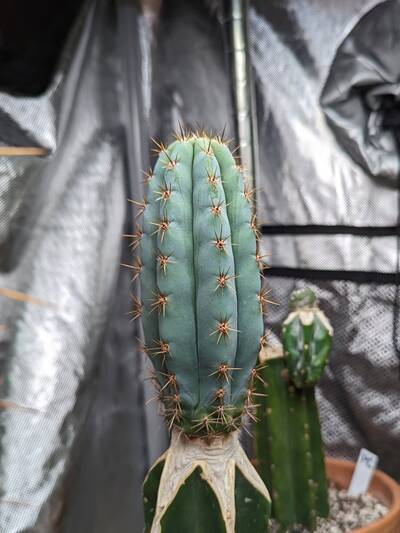 722fa0863589715d.jpg Peru Blue 3 - Trichocereus San Pedro cactus clone photo 1