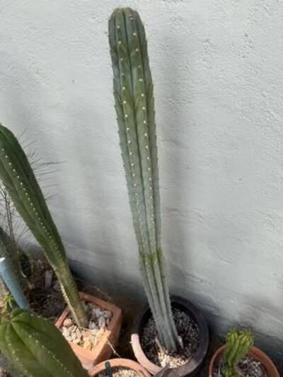 66a85137639330e1.jpg Waters-Blue - Trichocereus San Pedro cactus clone photo 2