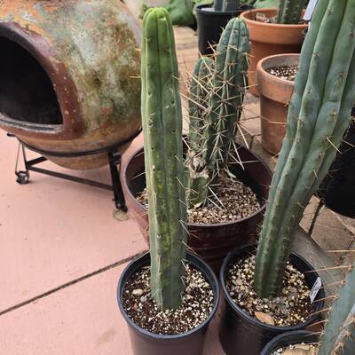 2db51d89df345779.jpg Sunburn (Solar/Heat Damage) - cactus pest and disease reference photo 1