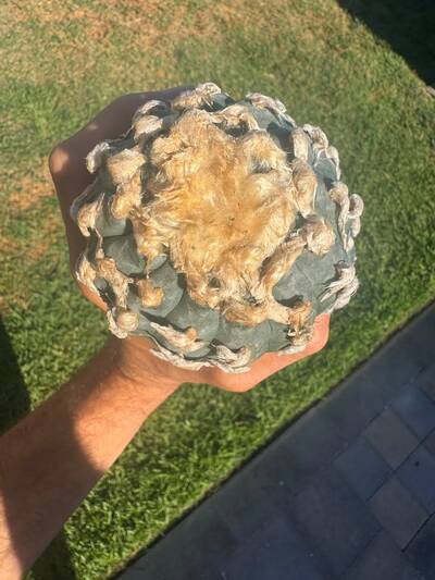c880f75d466fc202.jpg L (vv) - Trichocereus San Pedro cactus clone photo 5