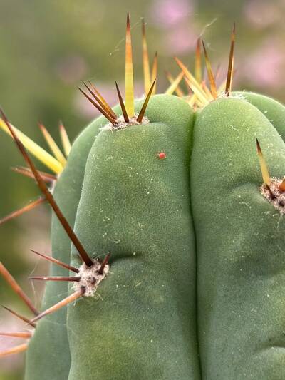 f74e0e550cc28f20.jpg Clover Mites - cactus pest and disease reference photo 4