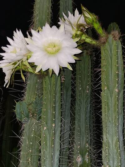 Lumberjack - Trichocereus San Pedro cactus clone photo 3