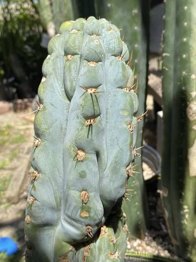 9c03ff0fff993728.jpg Seymour - Trichocereus San Pedro cactus clone photo 4