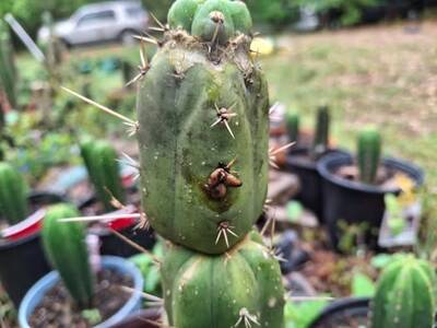 f9bc860828255b37.jpg Snails and Slugs - cactus pest and disease reference photo 3