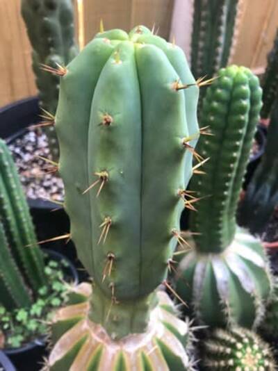 4a2fd9c822ccb66b.jpg Chemical Shamans Dick (CSD) - Trichocereus San Pedro cactus clone photo 9