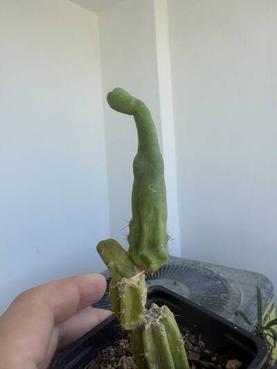 5f34d03c67cea7b2.jpg Etiolation - cactus pest and disease reference photo 4