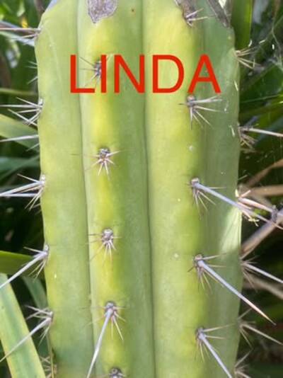 3c20e3e475b4cbcf.jpg Lindsay - Trichocereus San Pedro cactus clone photo 4