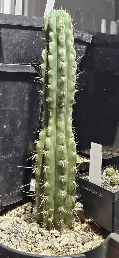 5f37f0d360a45bdc.jpg HK1047 - Trichocereus San Pedro cactus clone photo 2