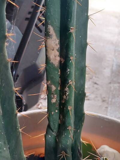 c118292093f4b4f1.jpg Scale Insects - cactus pest and disease reference photo 3