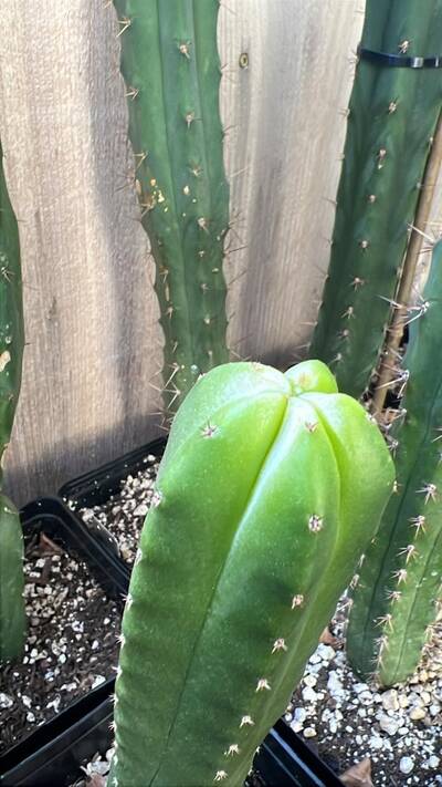 4678f333a2ad854f.jpg Sunburn (Solar/Heat Damage) - cactus pest and disease reference photo 13