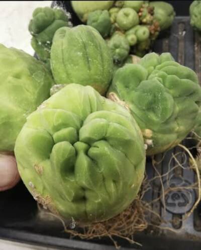 9e163453dc20b5a2.jpg TBM 2.0 - Trichocereus San Pedro cactus clone photo 1