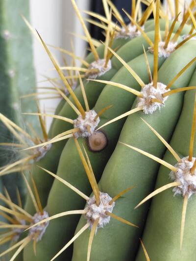 7e2cbb04b27c4024.jpg fungal infection - cactus pest and disease reference photo 1