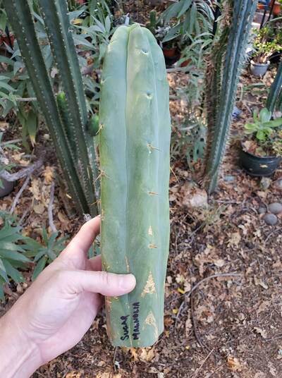 f3533c6660d6f3dc.jpg T. Bridgesii cv. Sugar Magnolia - Trichocereus San Pedro cactus clone photo 1