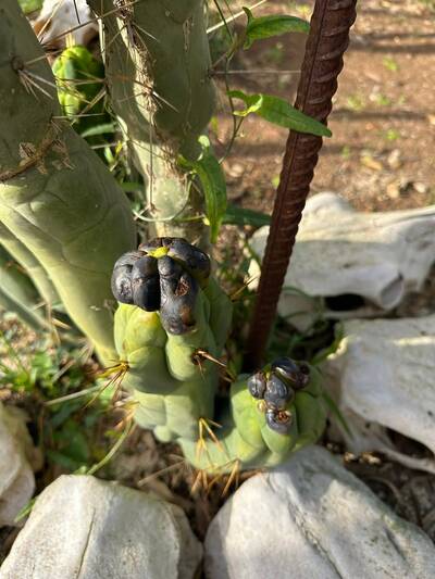4b4688d66fec5a0b.jpg Bipolaris - cactus pest and disease reference photo 6