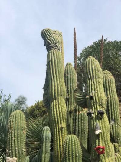 236ed814e2c4e79e.jpg Fabrante - Trichocereus San Pedro cactus clone photo 1