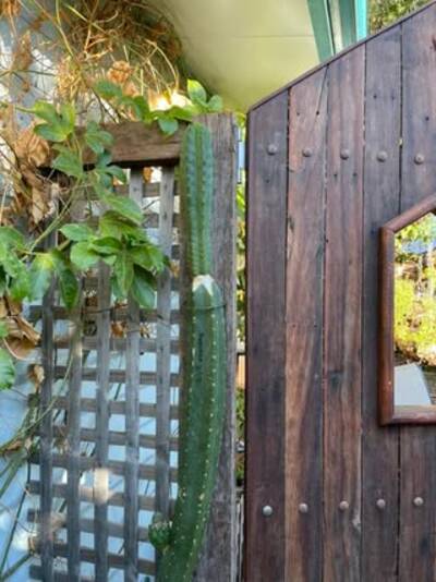 6f694e88f4bf47a9.jpg Chemical Shamans Dick (CSD) - Trichocereus San Pedro cactus clone photo 22