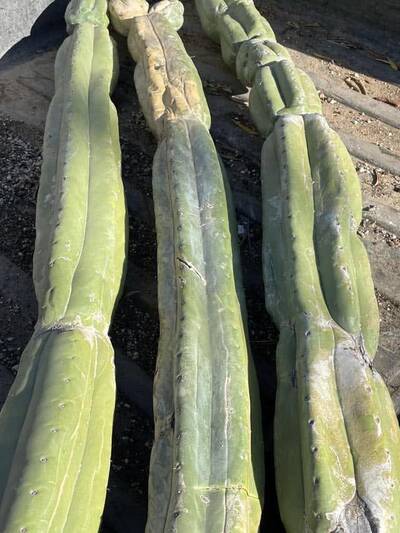 f3c89dfa98df4114.jpg Old Roots - Trichocereus San Pedro cactus clone photo 4