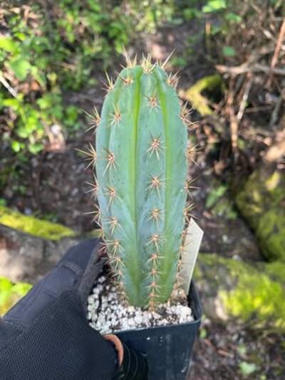 0e4d1111e56c1913.jpg TA01 - Trichocereus San Pedro cactus clone photo 1