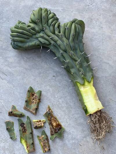 11773276a6d99074.jpg rot - cactus pest and disease reference photo 1