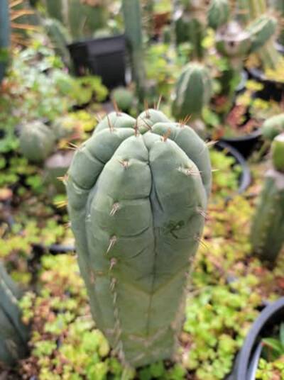 f2f4c2d3456fb212.jpg Chemical Shamans Dick (CSD) - Trichocereus San Pedro cactus clone photo 18